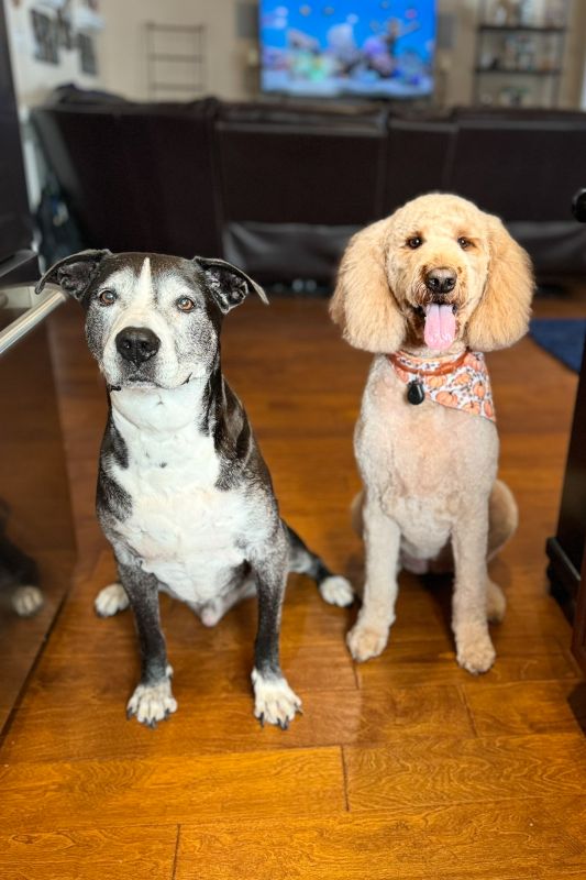 Our Pups - Oliver & Rosebud